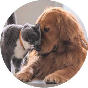 PETS